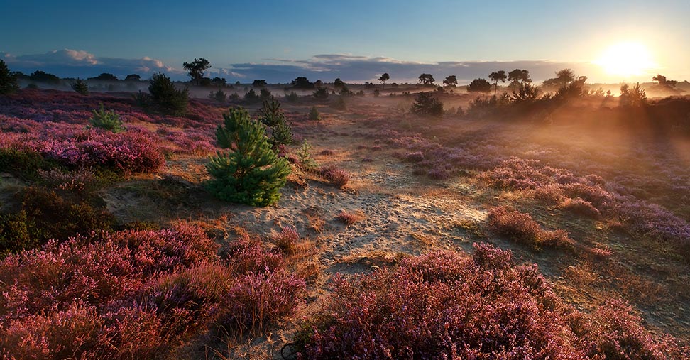 vorschaubild urlaub in der lüneburger heide 