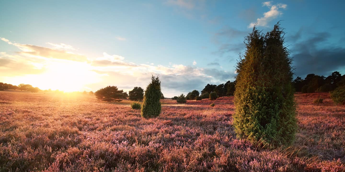 vorschaubild die besten wanderwege in der lüneburger heide