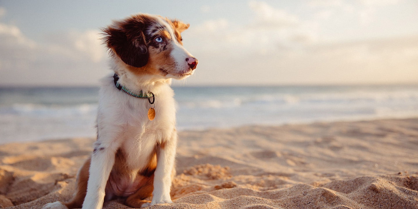 vorschaubild hundefreundliche hotels für die perfekte auszeit mit deinem vierbeiner