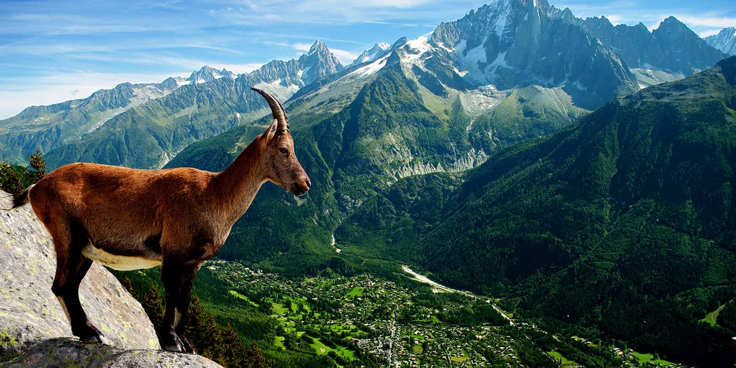 vorschaubild die fantastischen big five der alpen